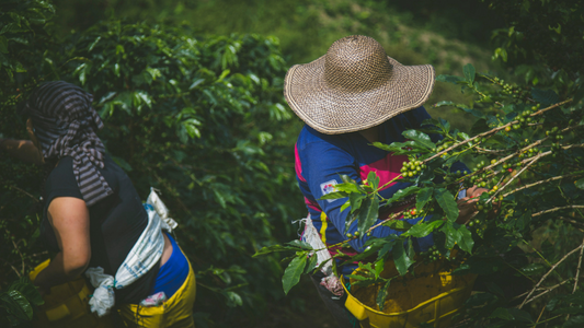 The Benefits of Fair-Trade Coffee